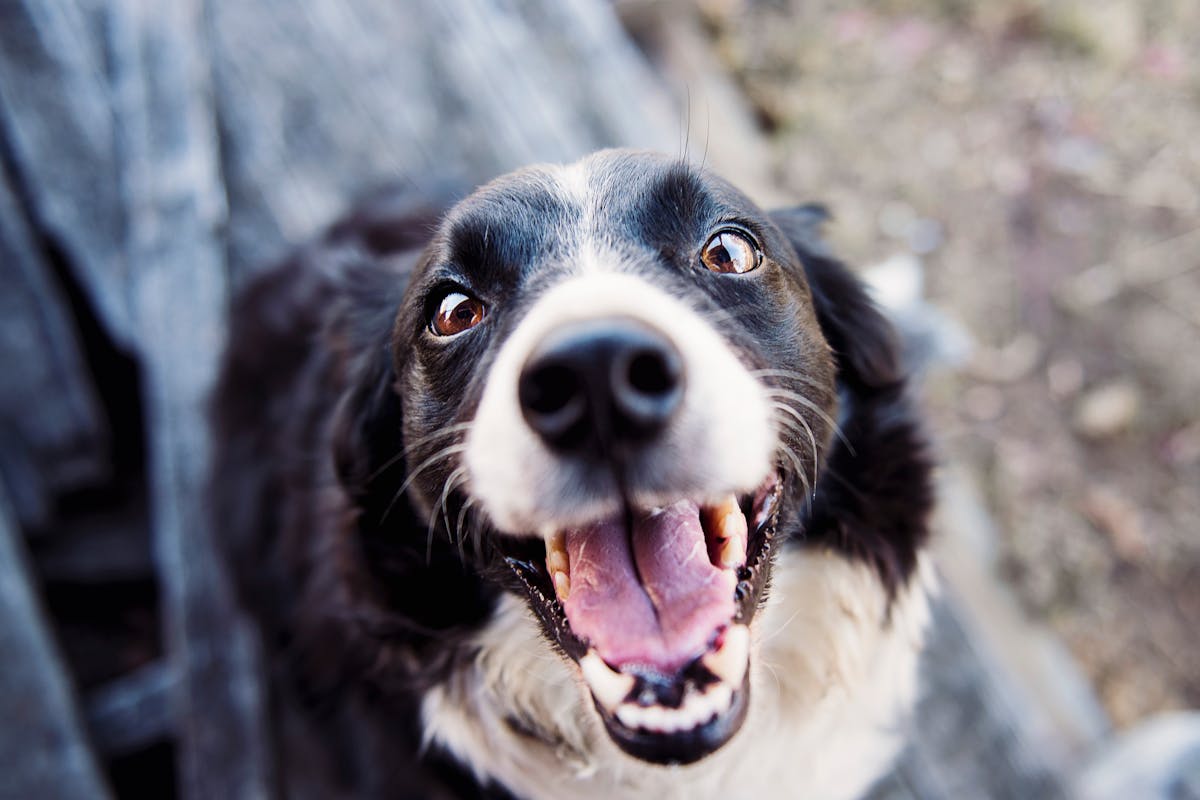 Langhaarige Hunde pflegen – Knotenbildung im Pelz vermeiden und richtig bürsten