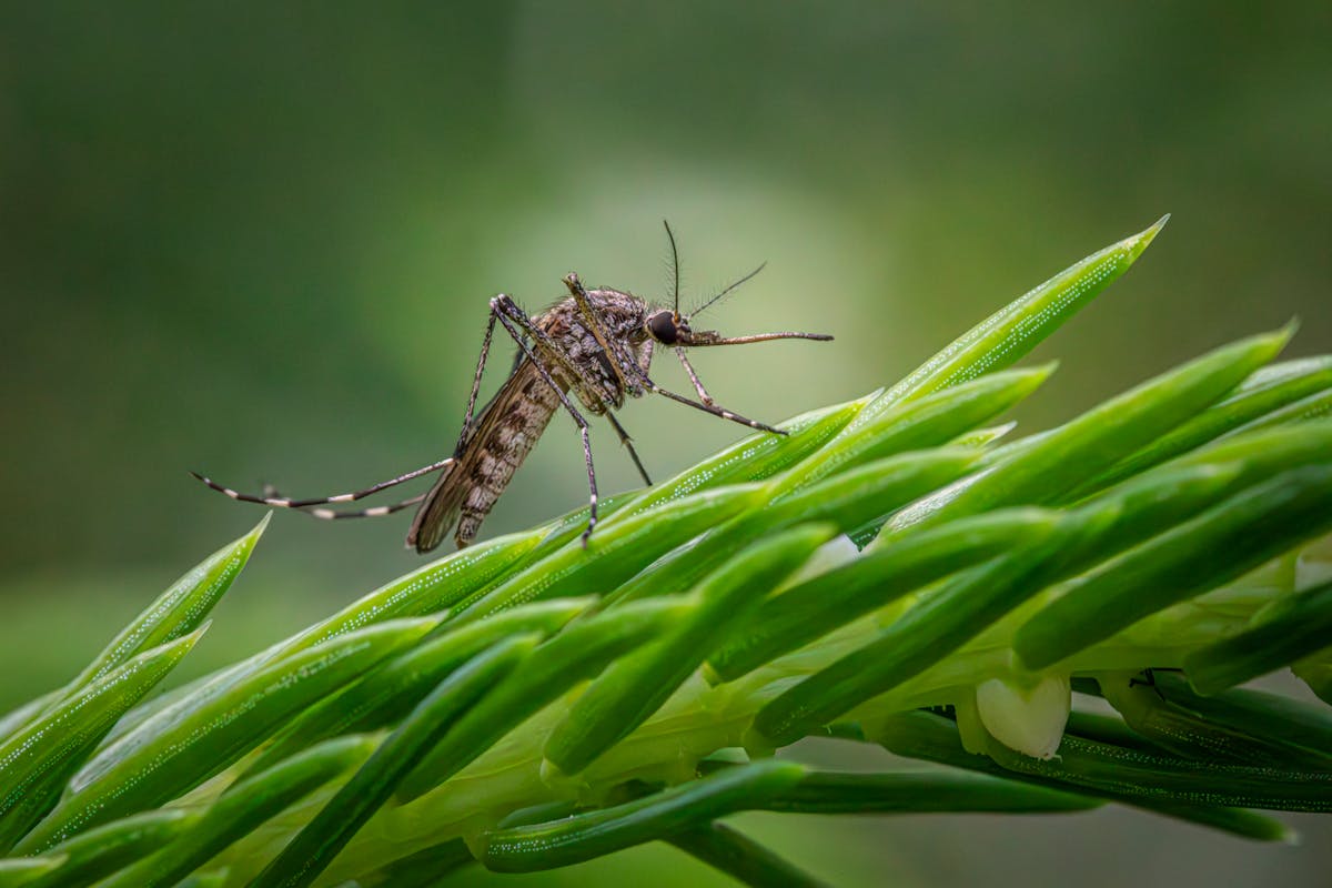 Mückenplage im Garten verhindern