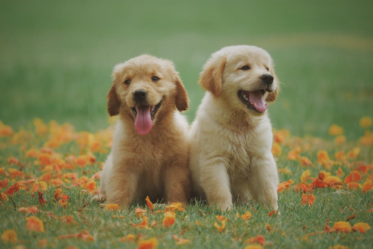 Selbstgemachte Hundekekse – gesunde Rezepte für Vierbeiner