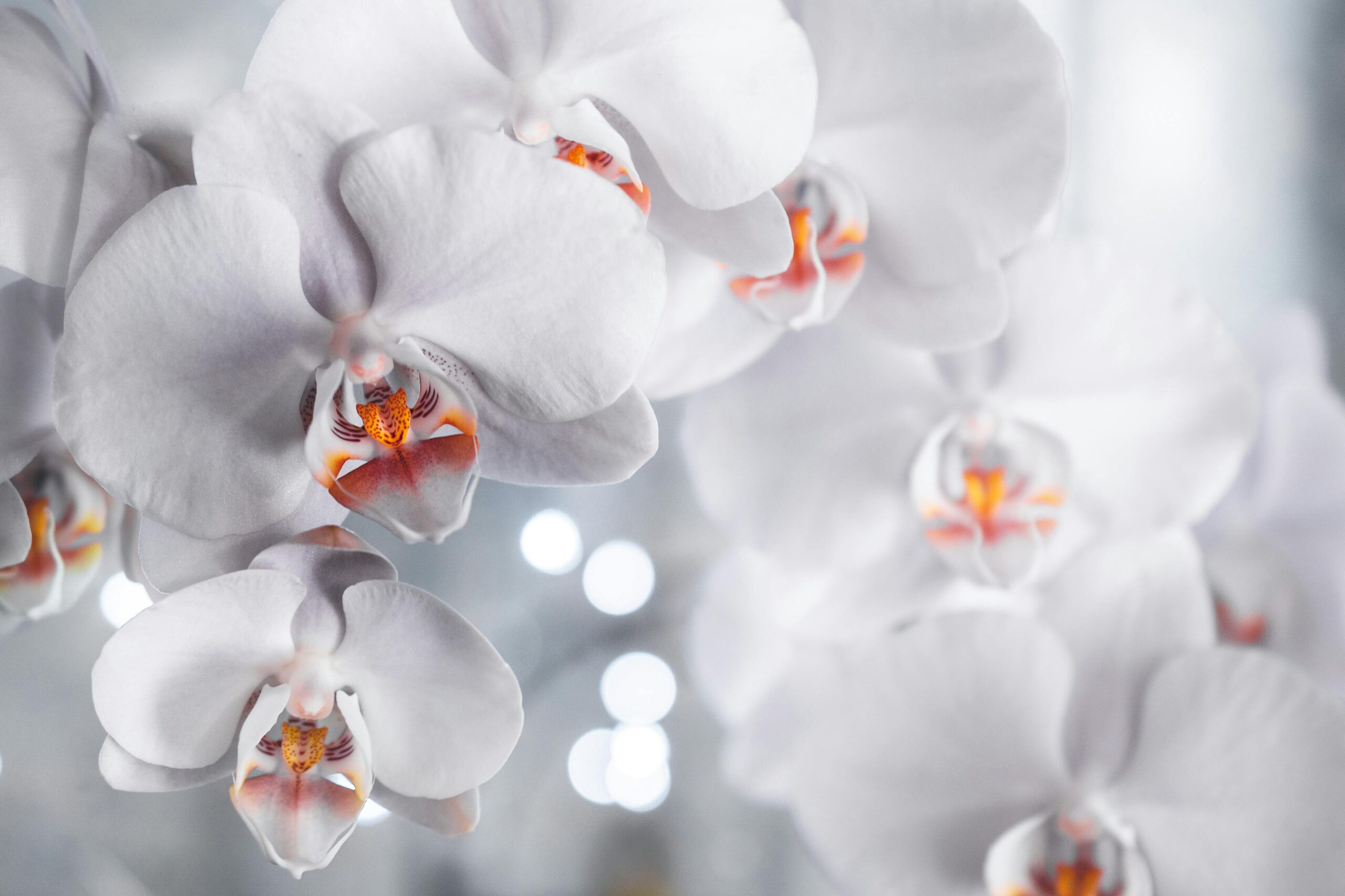 Welche Erde ist optimal für das Umtopfen von Phalaenopsis-Orchideen?