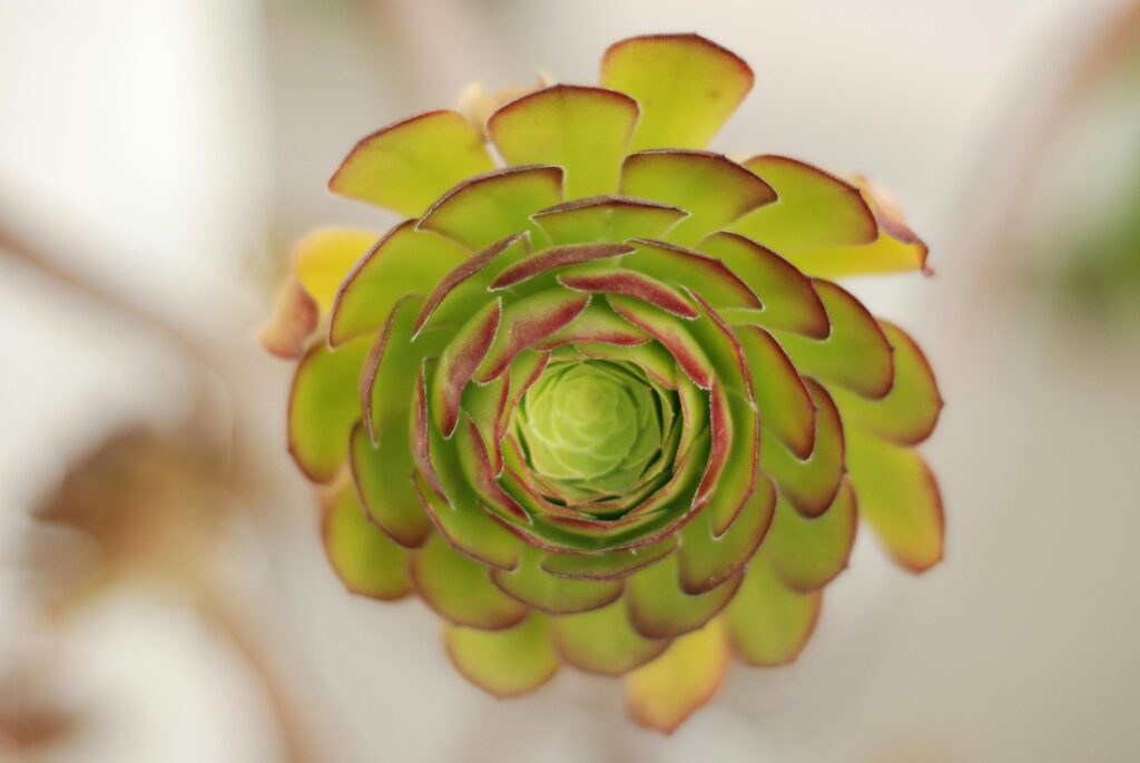 Welche Pflanzen sind bienenfreundlich und pflegeleicht?